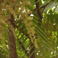 Toona sinensis (Juss.) M.Roem.